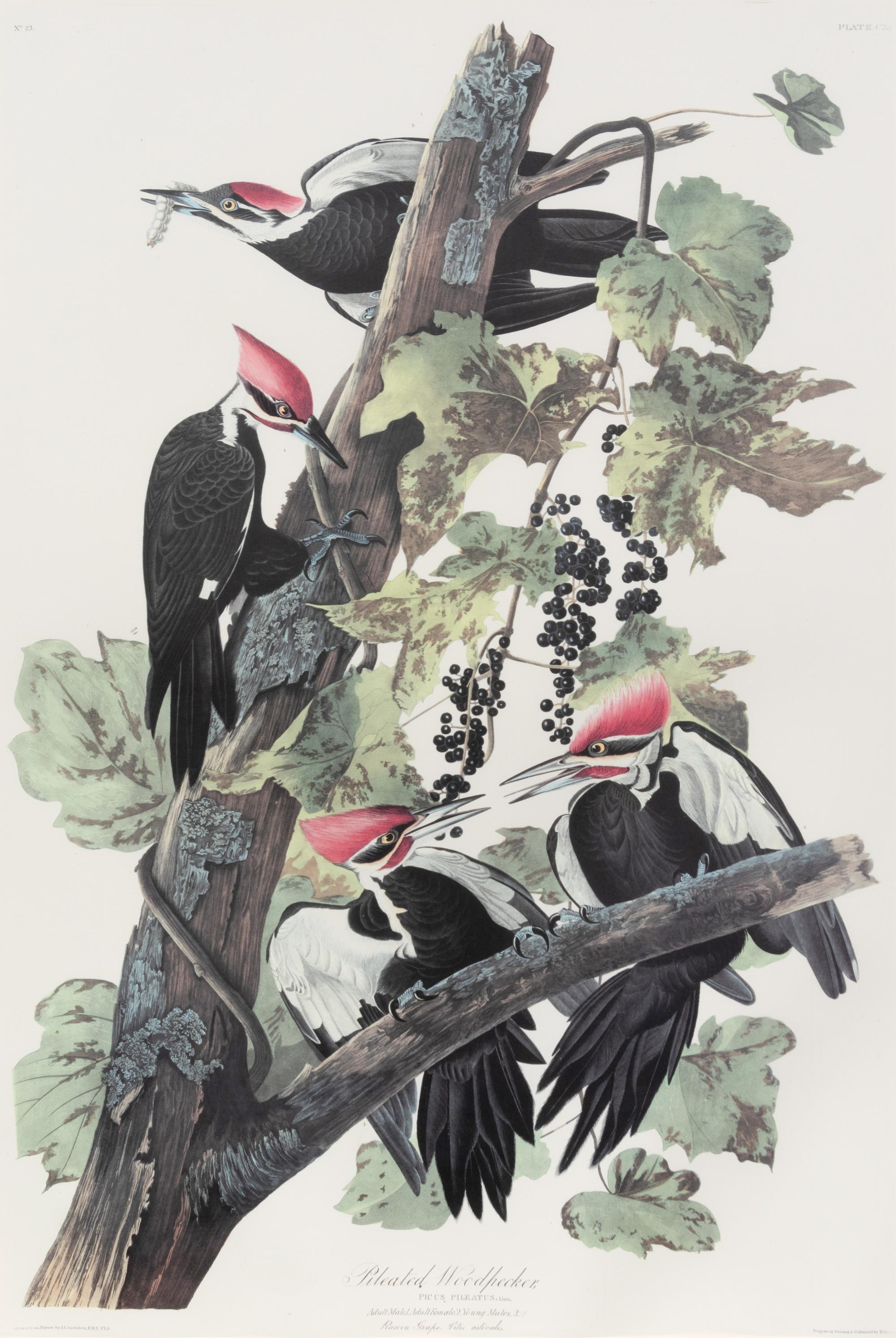 After John James Audubon (American, 1785-1851)