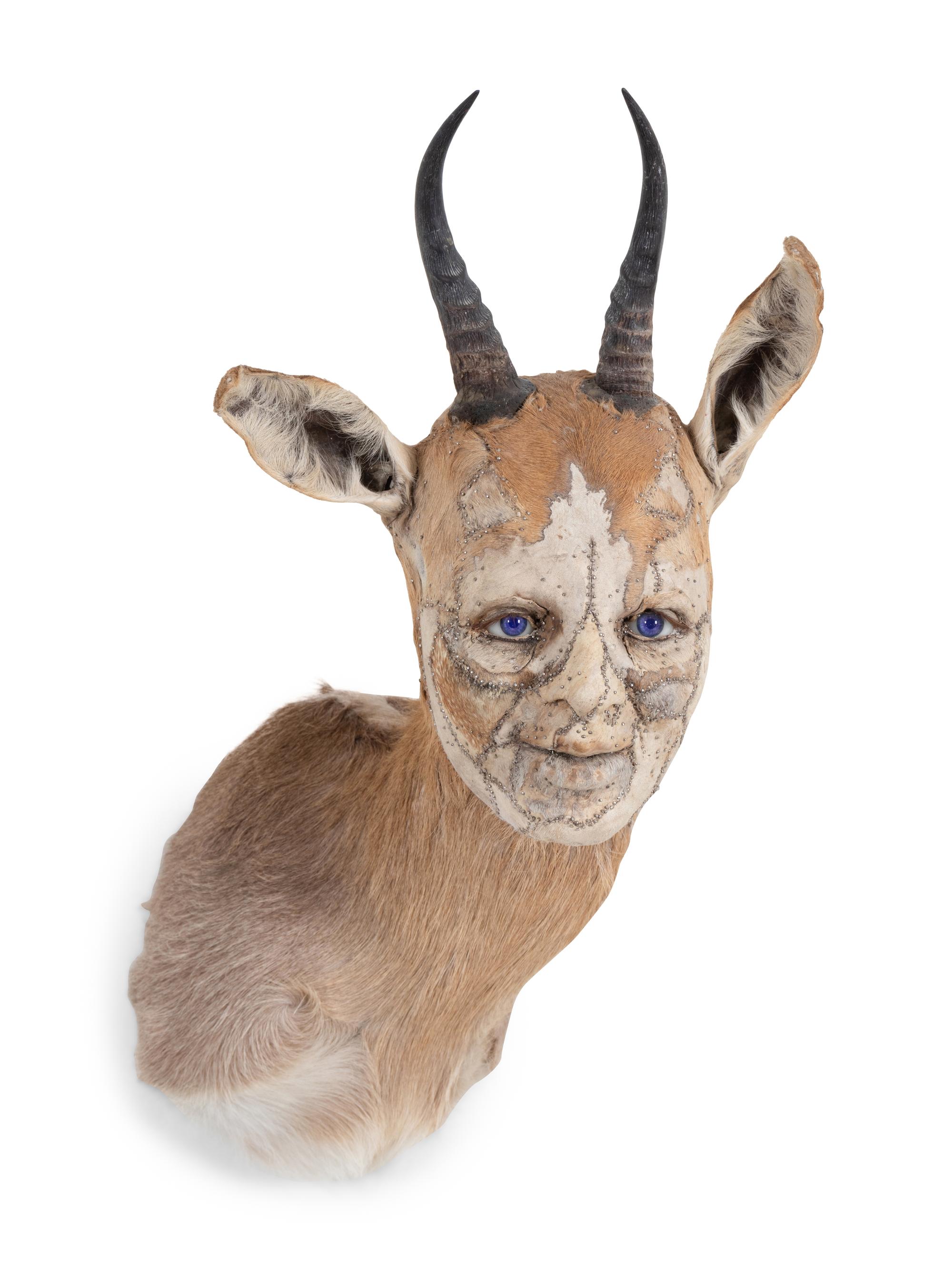 Untitled (Gazelle)