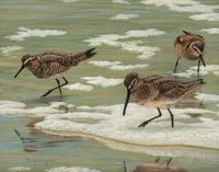 Little Brown Beach Birds , 2011