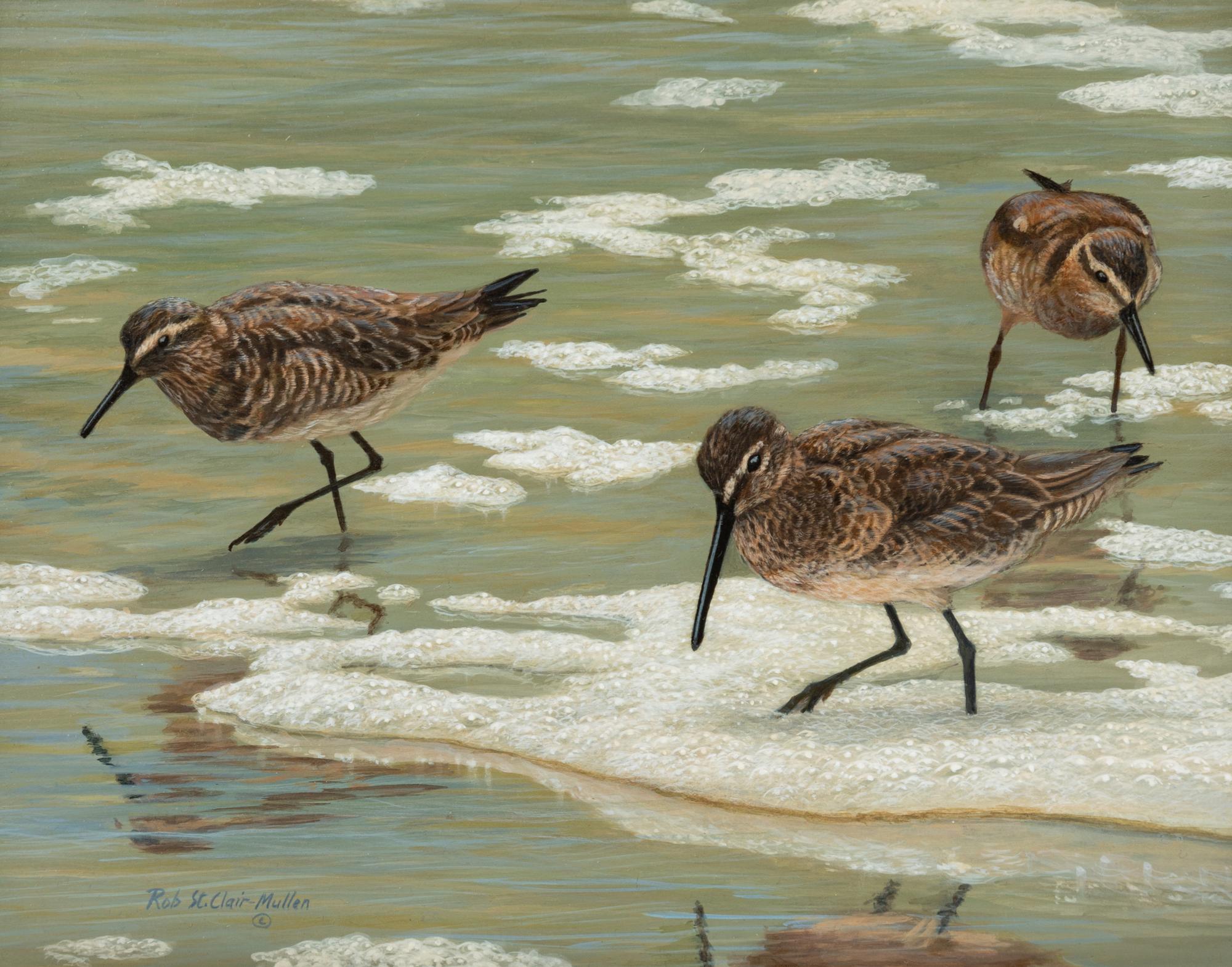 Little Brown Beach Birds , 2011