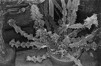 Photographs of Flowers
