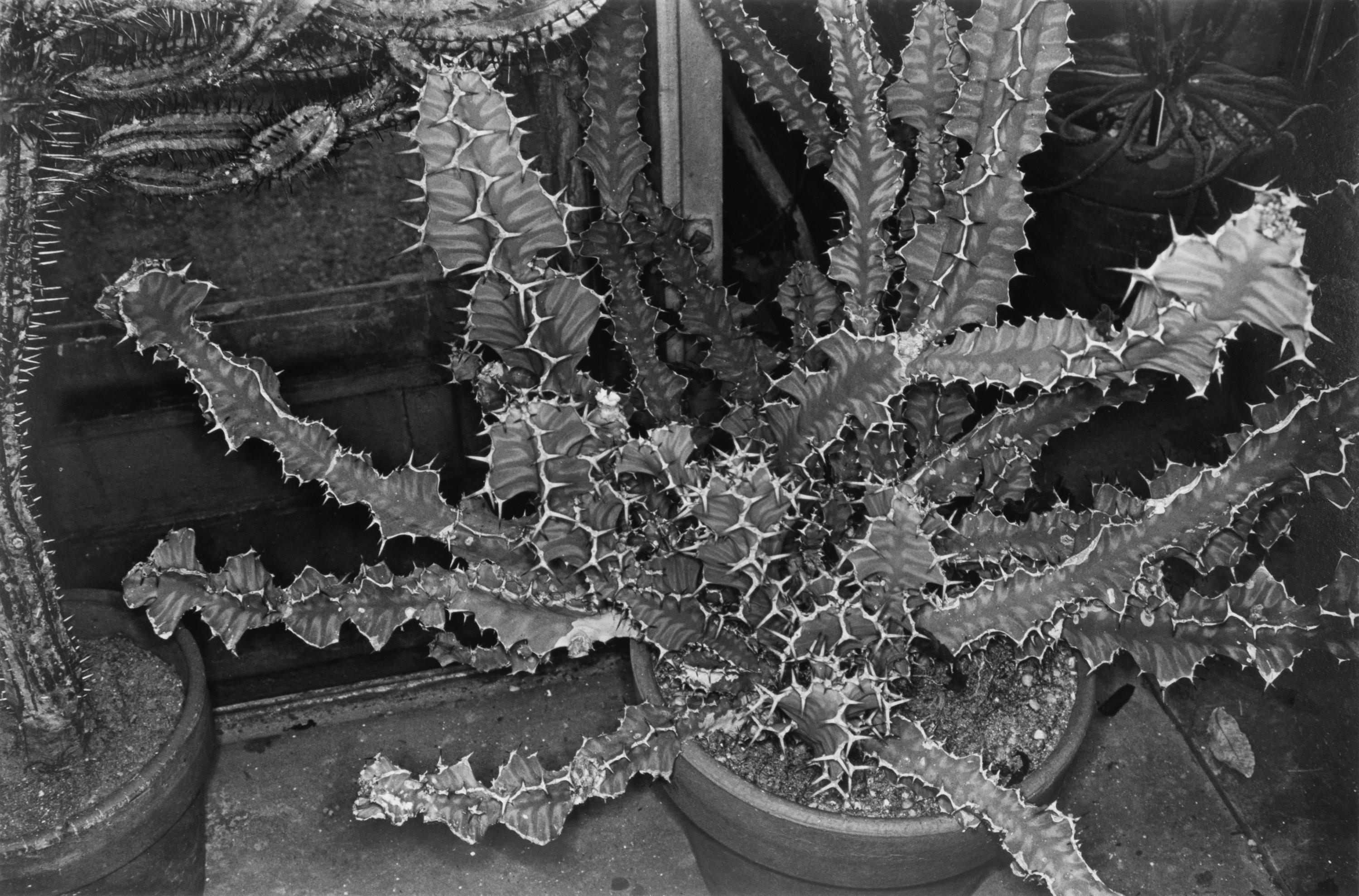Photographs of Flowers
