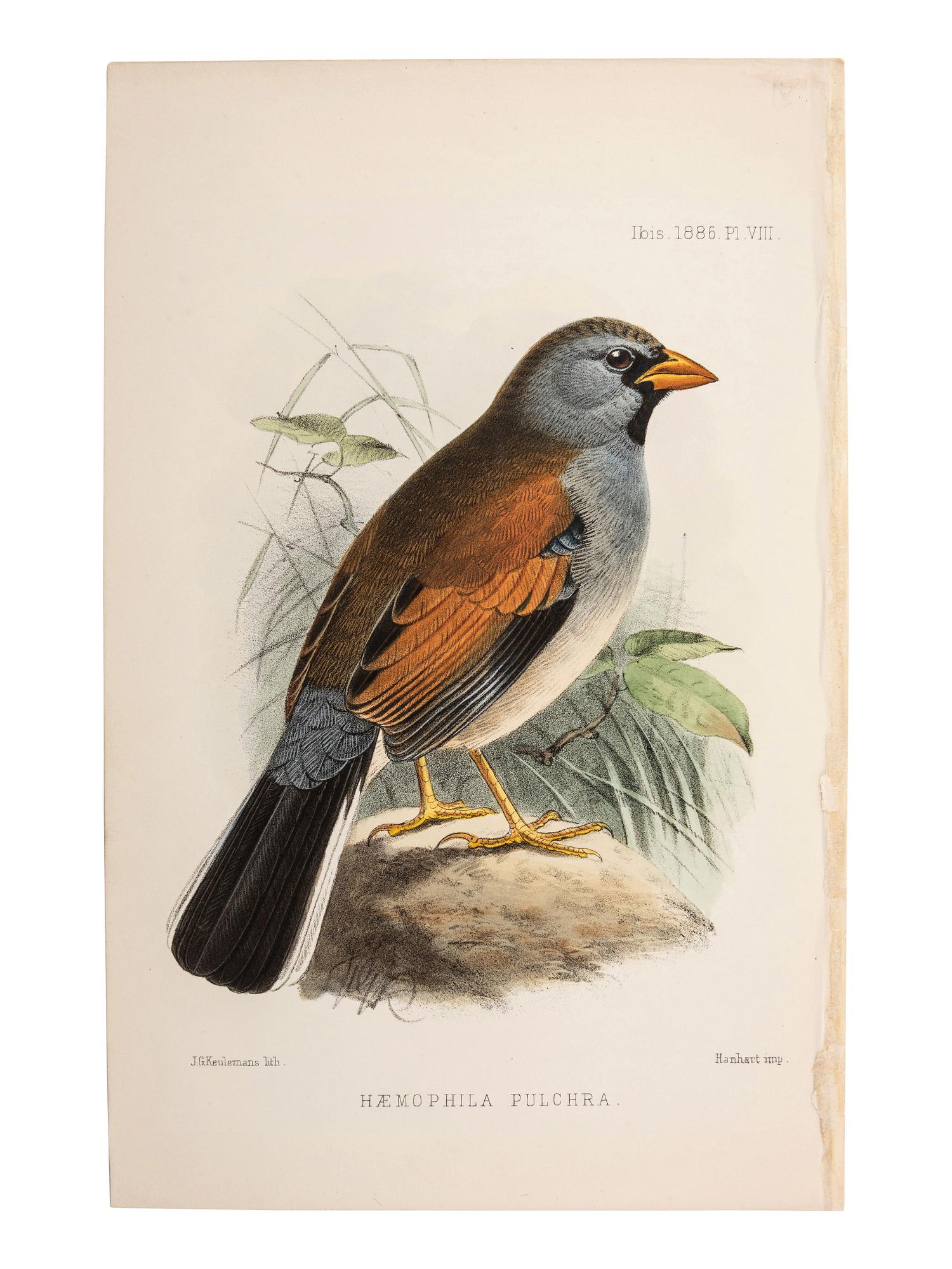 A Collection of Ornithology and Entomology Prints
