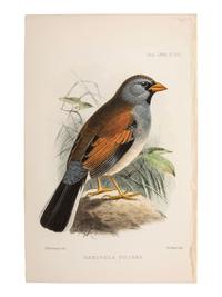 A Collection of Ornithology and Entomology Prints