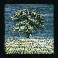 Oak Tree at Snape , 2000