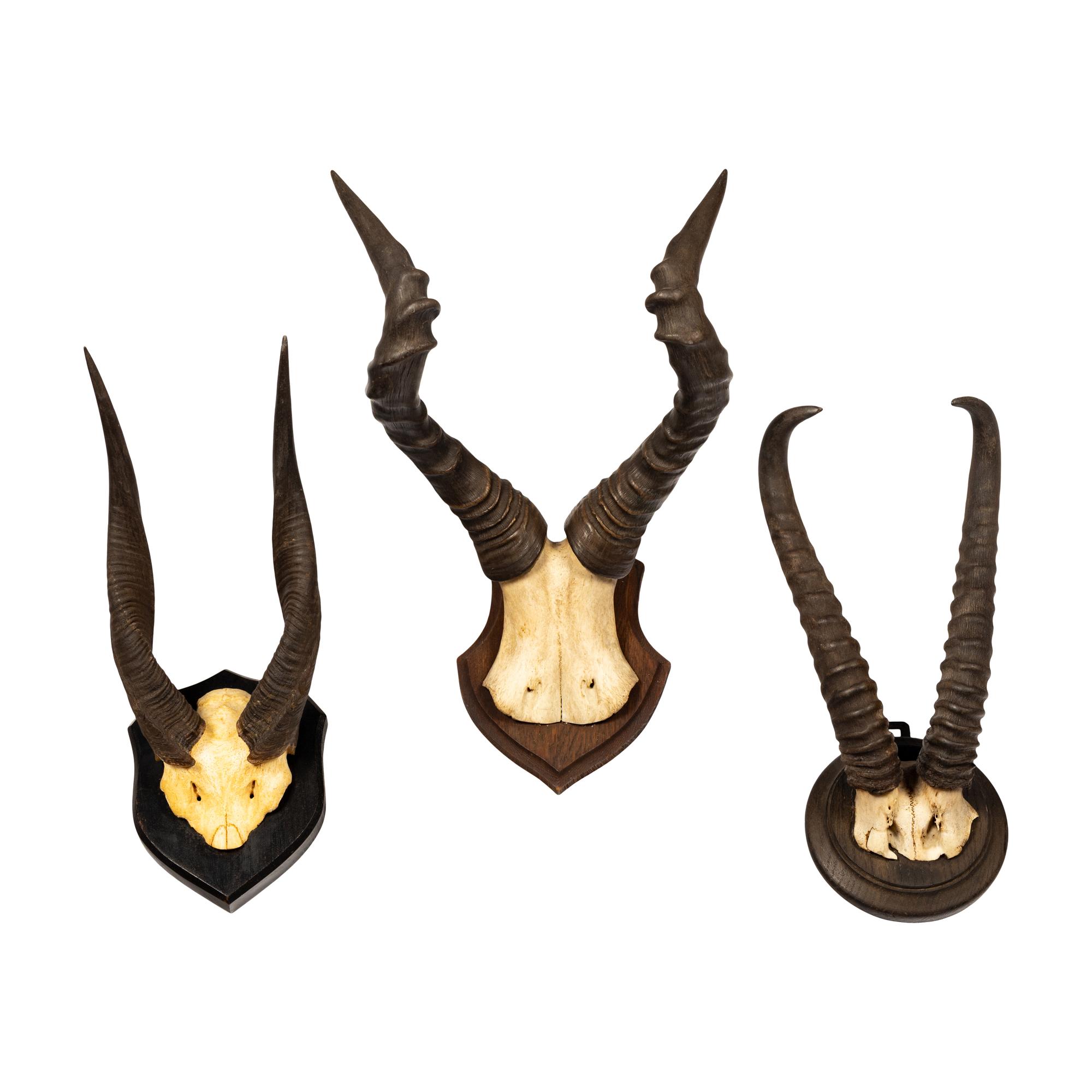 Three Taxidermy Antelope Antler Mounts