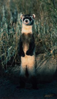 Prairie Vision: Images from a Sea of Grass (2002) Twenty Color Photographs