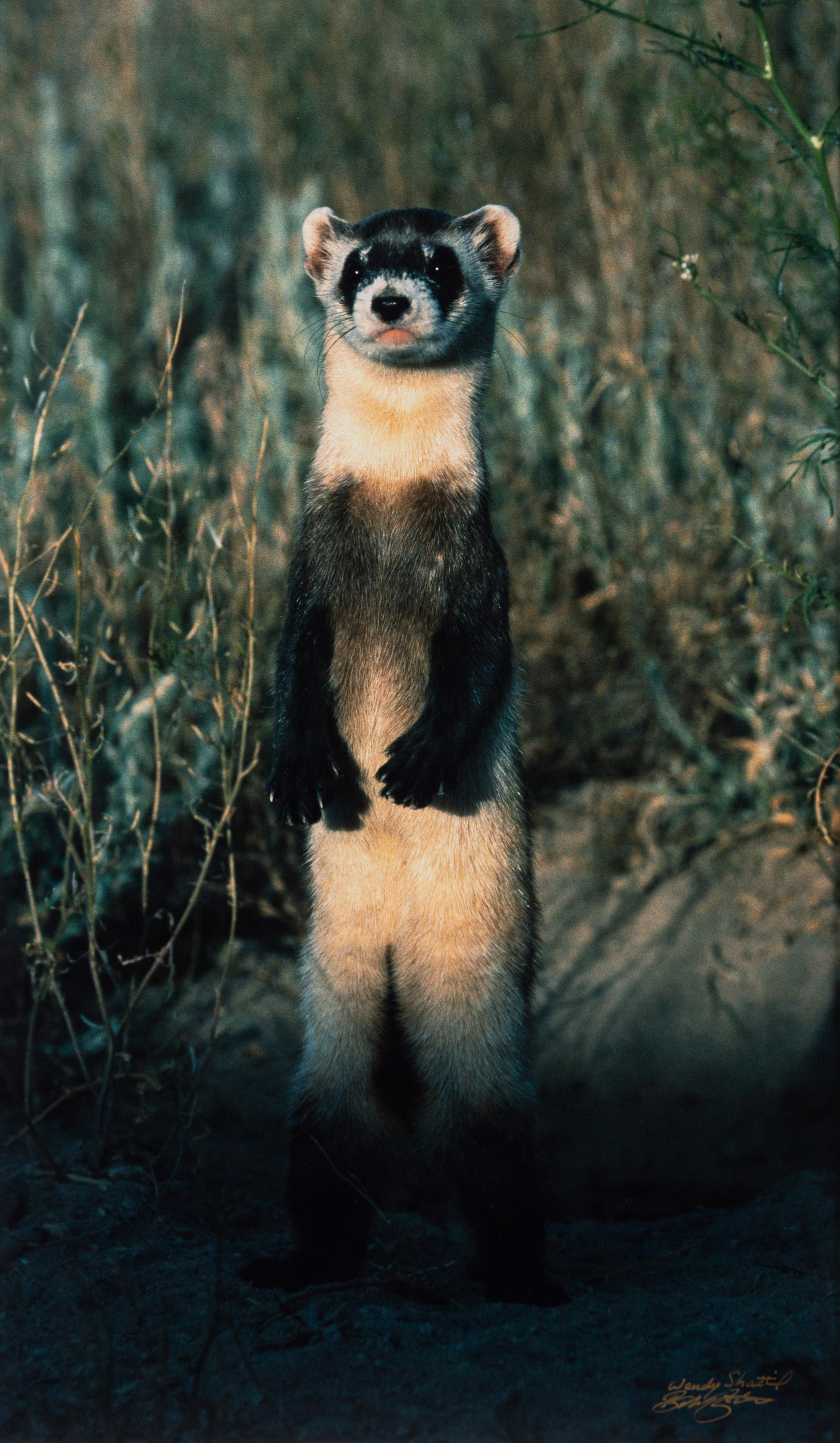 Prairie Vision: Images from a Sea of Grass (2002) Twenty Color Photographs