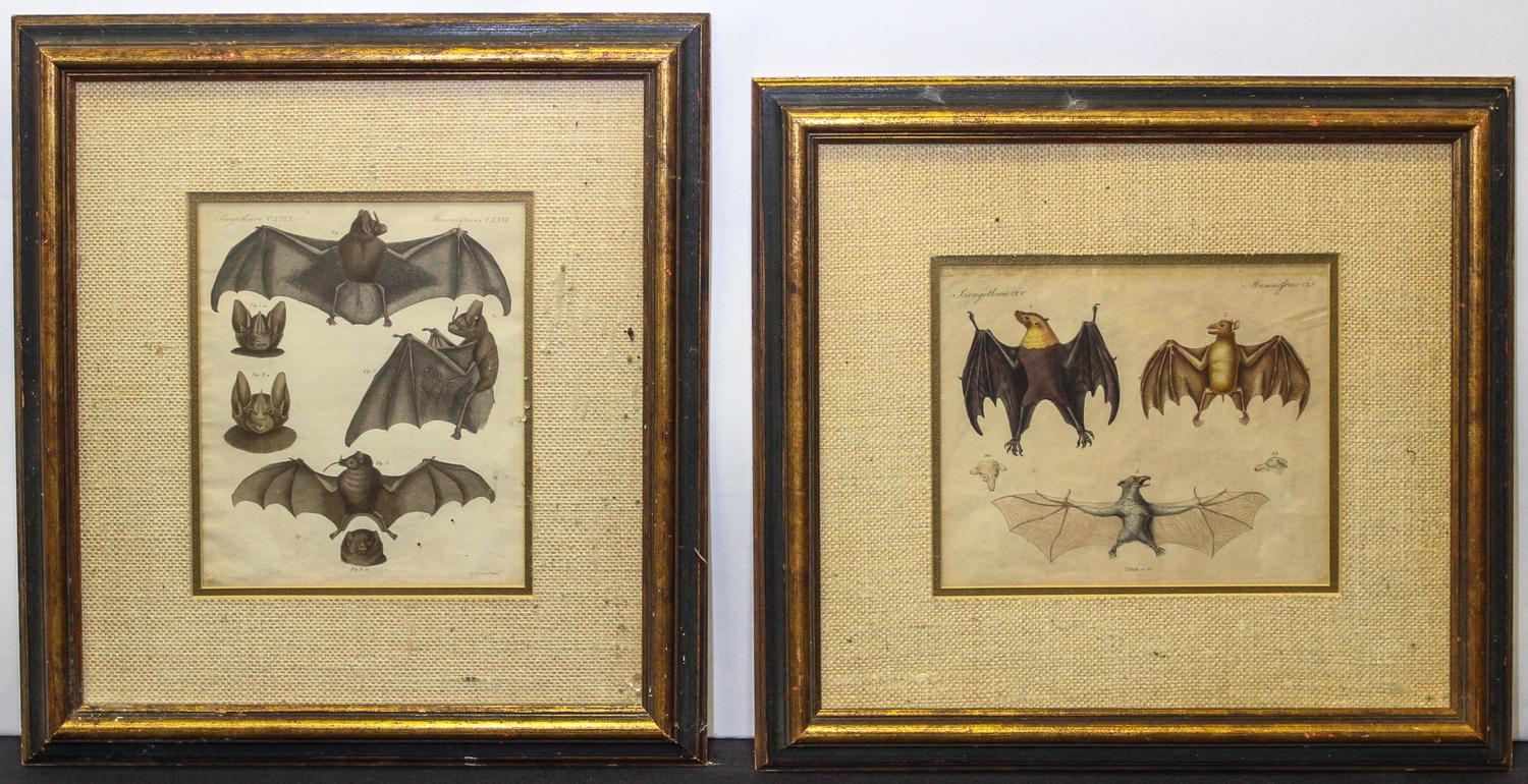 Two Handcolored Engravings of Bats. Height 7 1/4 x width 8 3/4 inches.