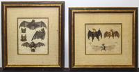 Two Handcolored Engravings of Bats. Height 7 1/4 x width 8 3/4 inches.