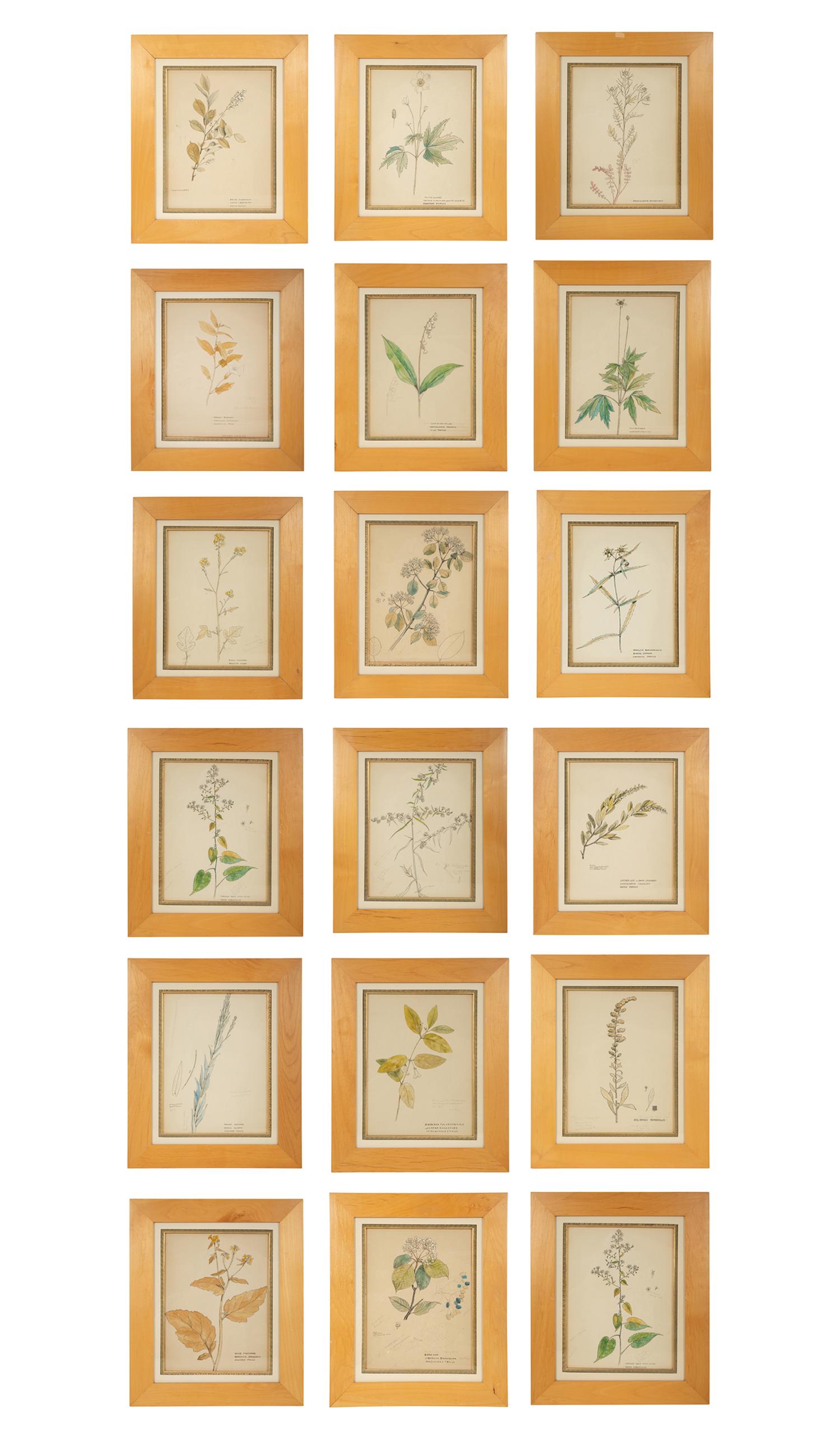 Eighteen Botanical Watercolors