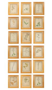 Eighteen Botanical Watercolors