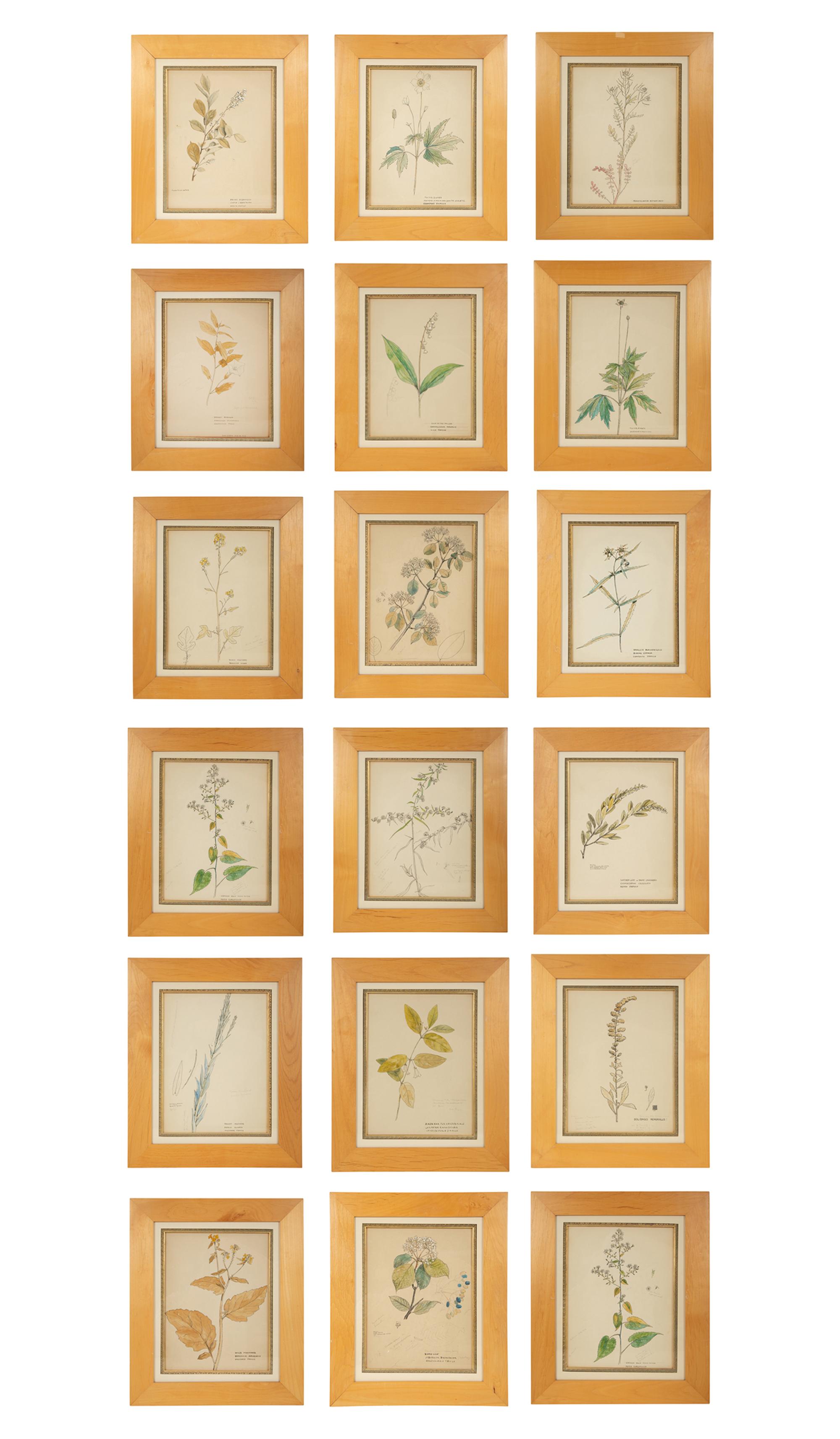 Eighteen Botanical Watercolors
