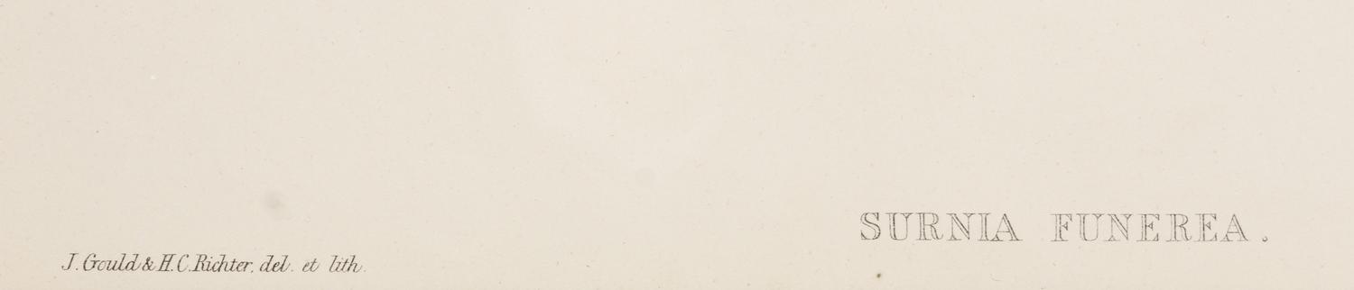 GOULD, John (1804-1881), after [Hawk Owl] Surnia Funerea