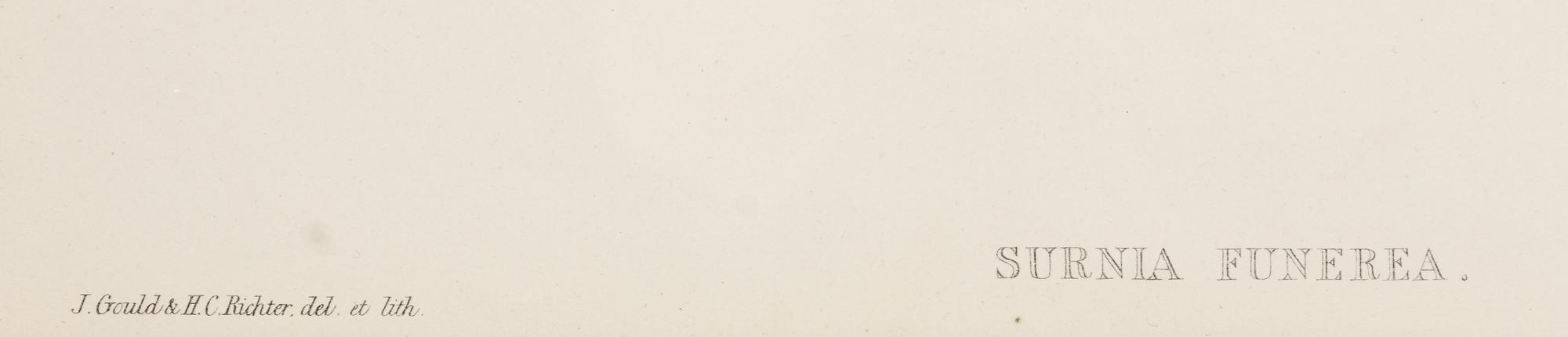 GOULD, John (1804-1881), after [Hawk Owl] Surnia Funerea
