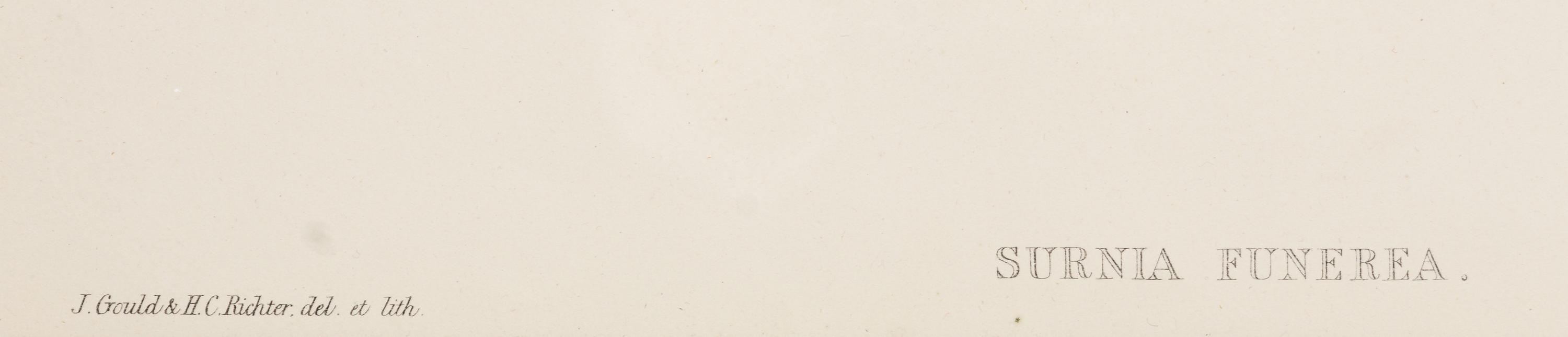 GOULD, John (1804-1881), after [Hawk Owl] Surnia Funerea