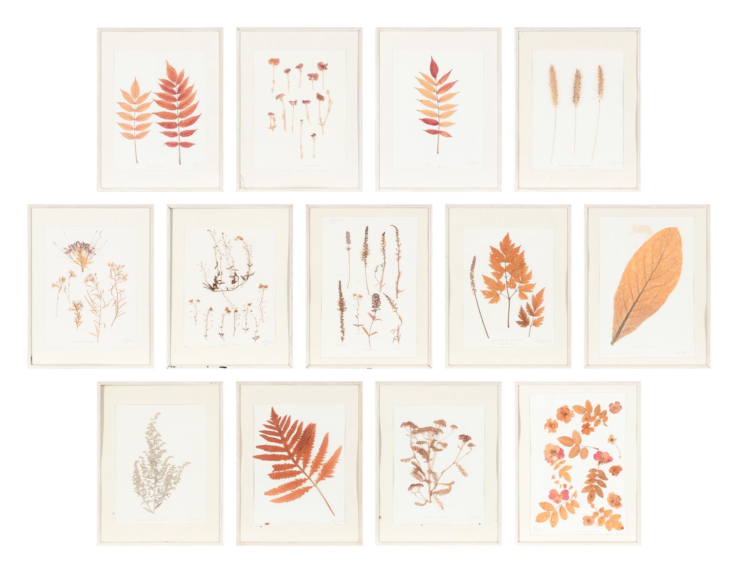 A Set of Thirteen Framed Botanical Specimens