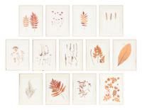 A Set of Thirteen Framed Botanical Specimens