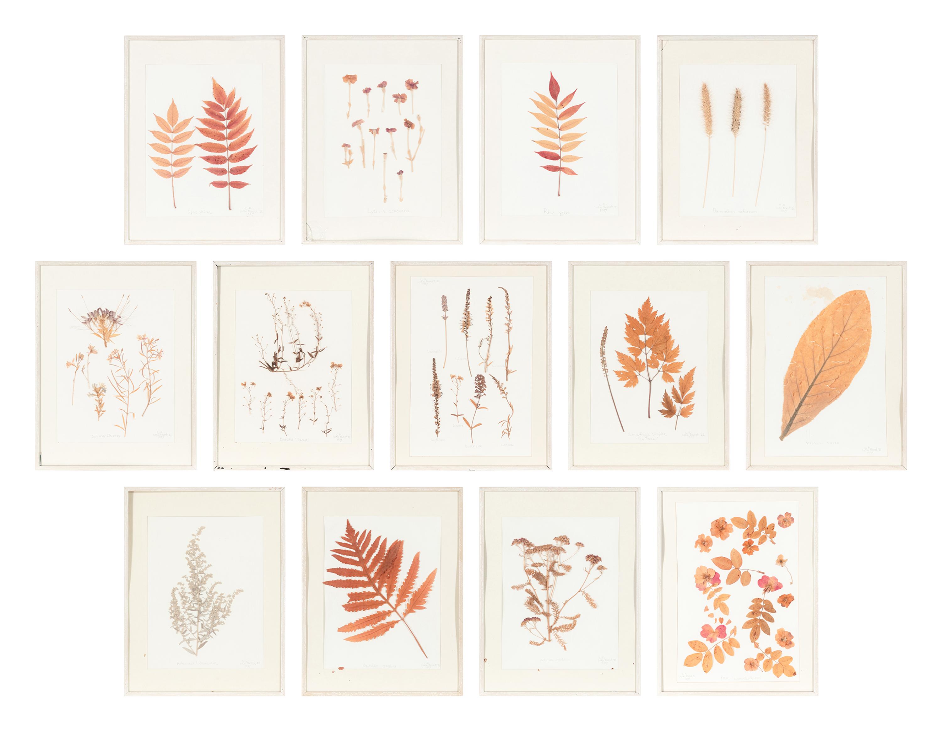 A Set of Thirteen Framed Botanical Specimens