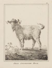 A Set of Nine Framed German Zoological Engravings