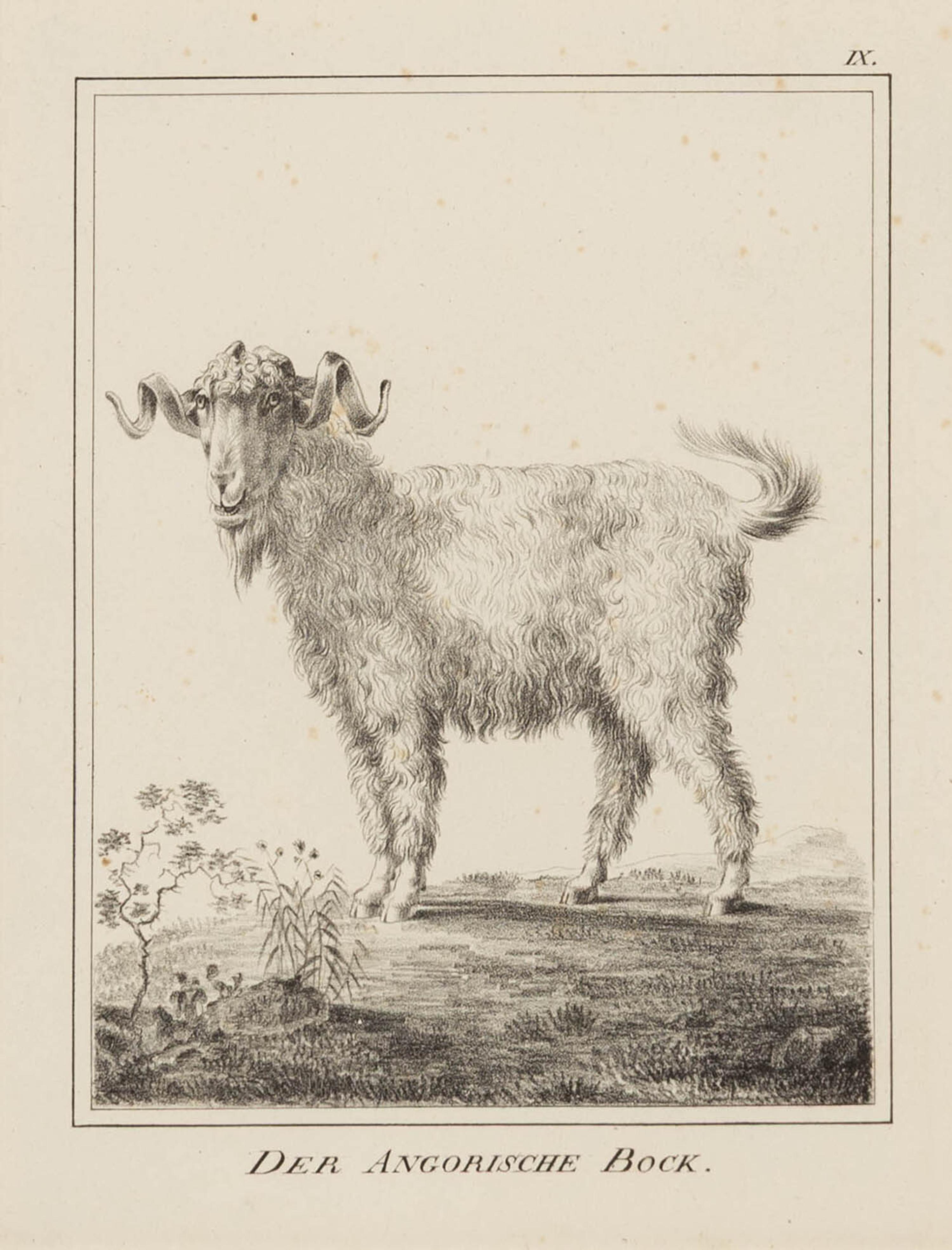 A Set of Nine Framed German Zoological Engravings