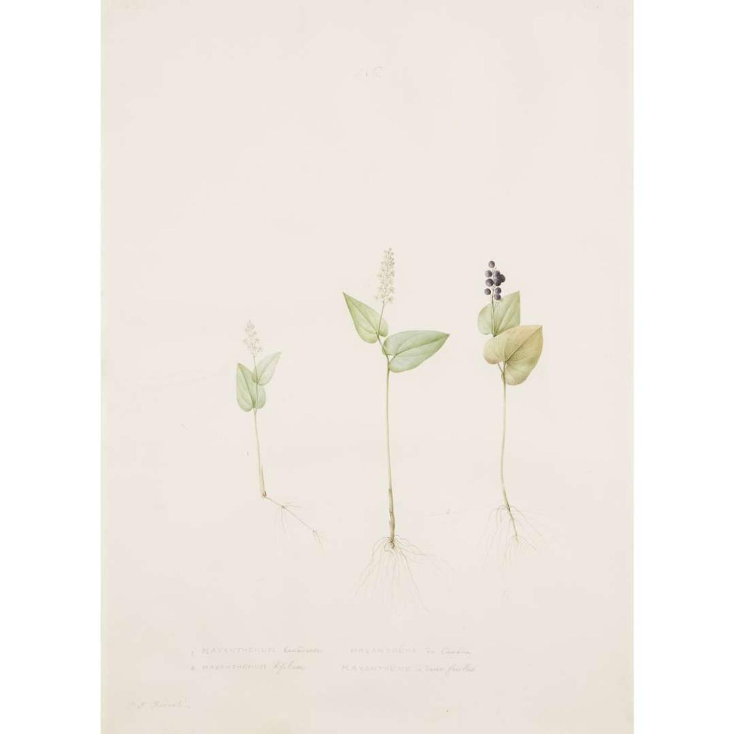 PIERRE-JOSEPH REDOUTÉ (FRENCH 1759–1840) “MAIANTHEMUM" FROM LES LILIACÉES