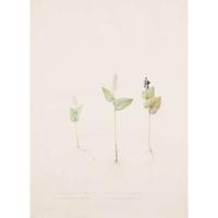 PIERRE-JOSEPH REDOUTÉ (FRENCH 1759–1840) “MAIANTHEMUM" FROM LES LILIACÉES