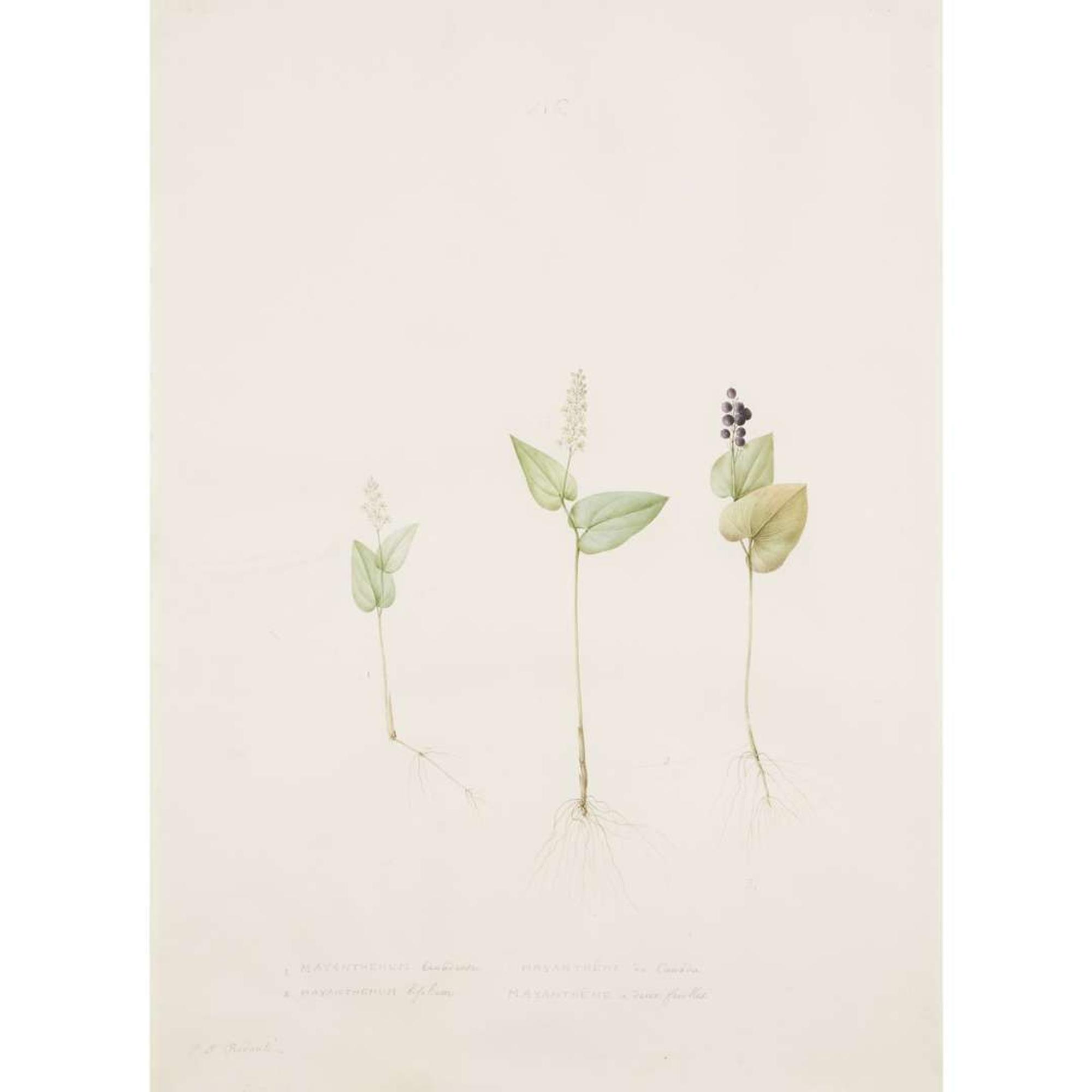 PIERRE-JOSEPH REDOUTÉ (FRENCH 1759–1840) “MAIANTHEMUM" FROM LES LILIACÉES