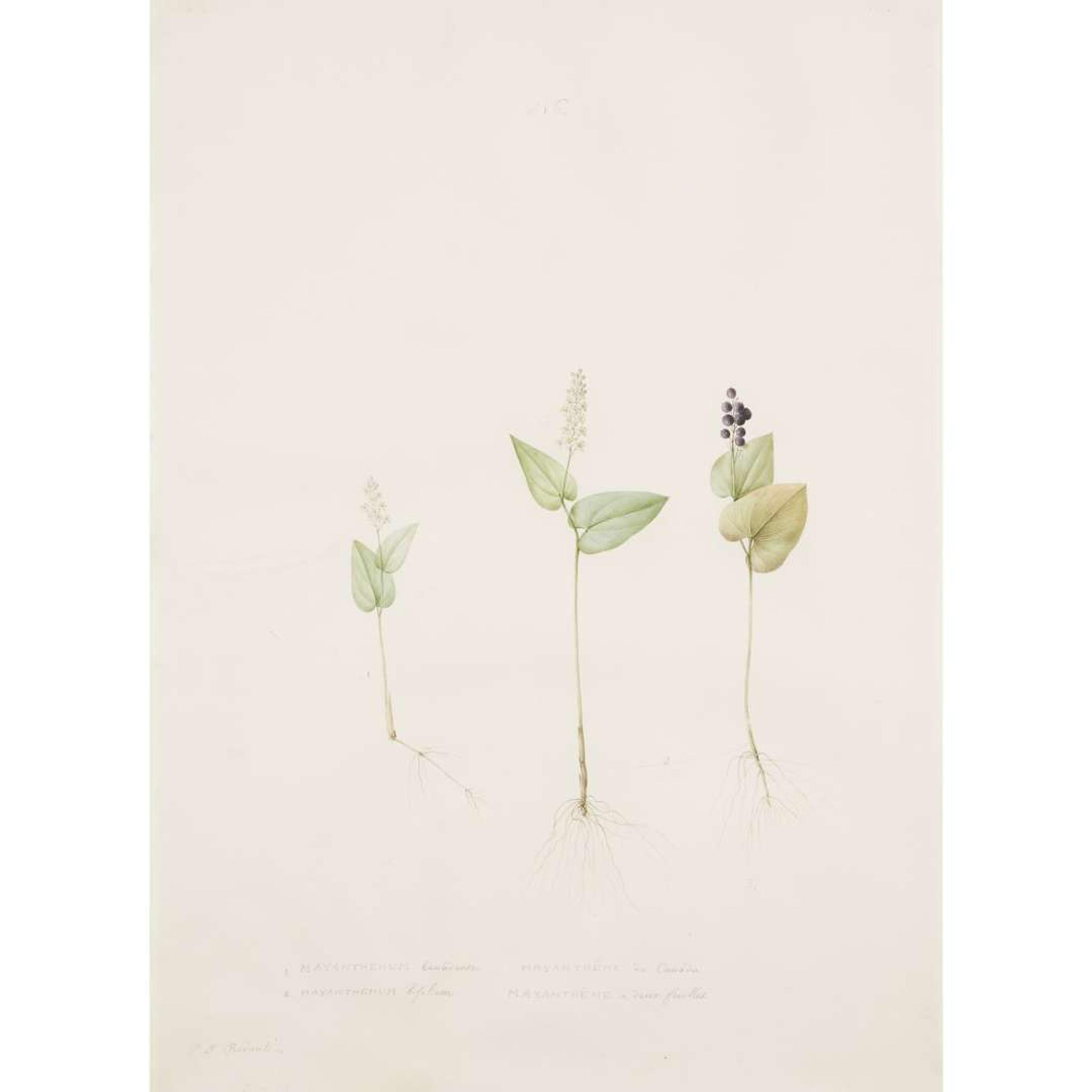 PIERRE-JOSEPH REDOUTÉ (FRENCH 1759–1840) “MAIANTHEMUM" FROM LES LILIACÉES