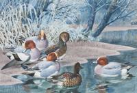 Charles Frederick Tunnicliffe, (English, 1901-1979), Widgeon