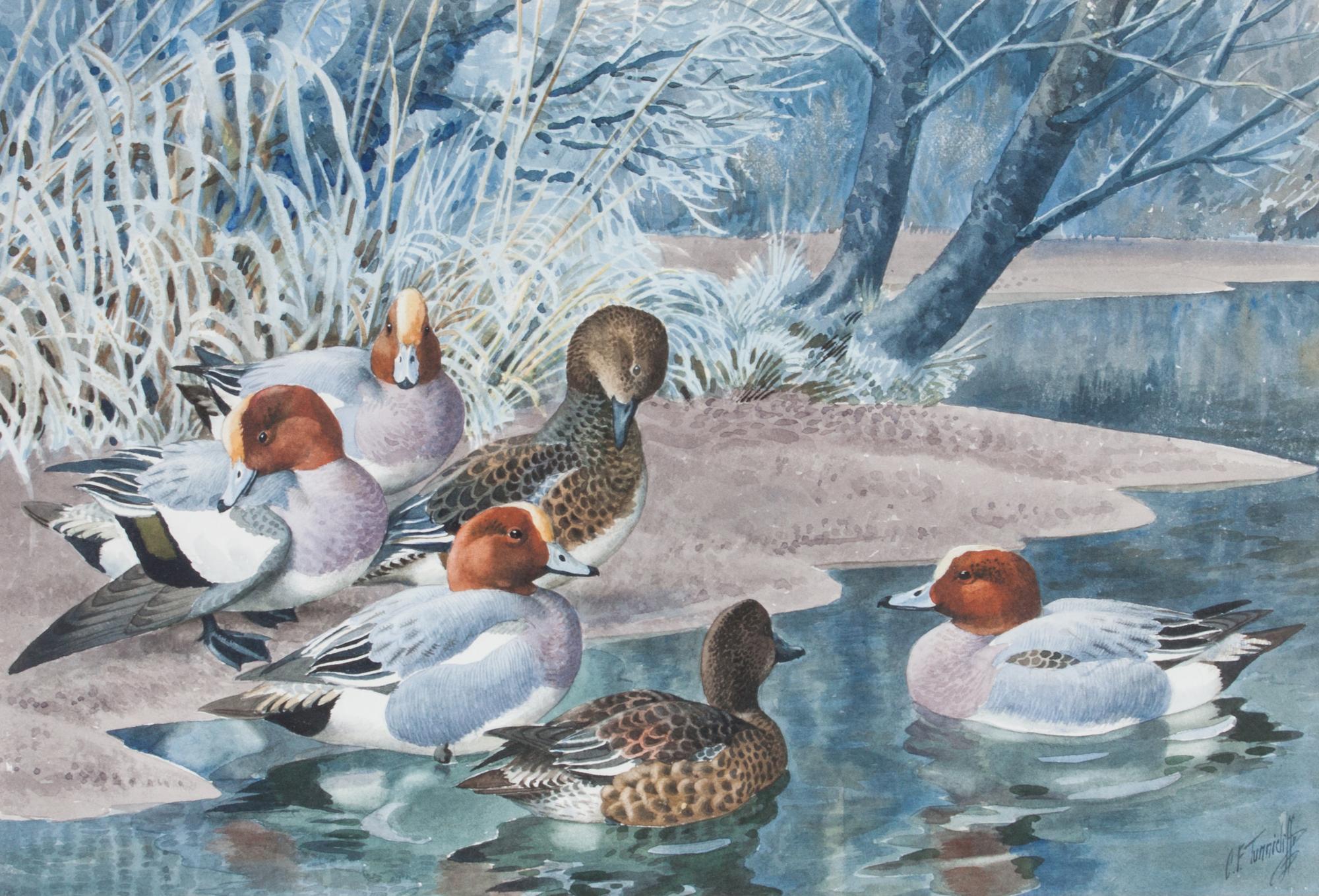 Charles Frederick Tunnicliffe, (English, 1901-1979), Widgeon