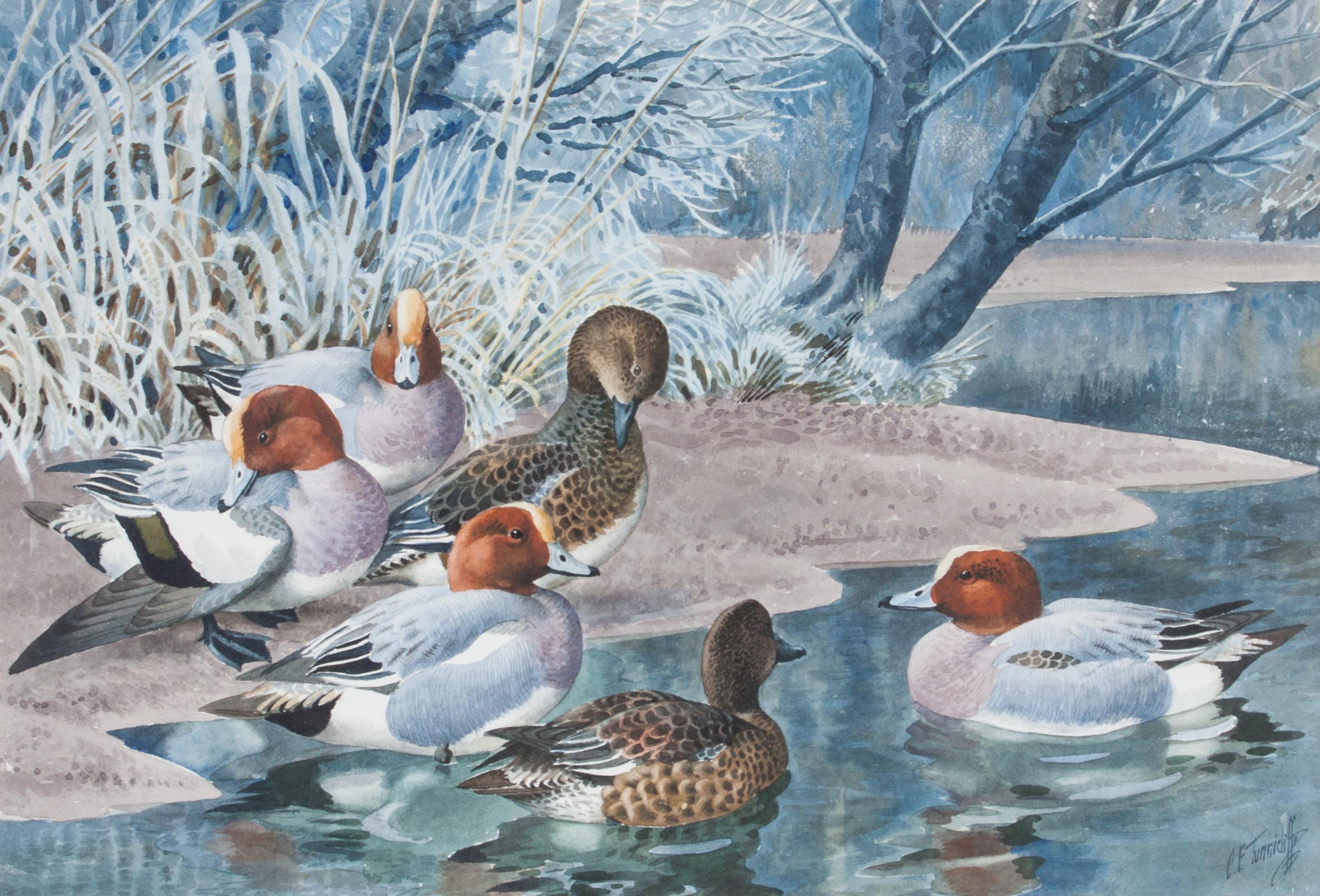 Charles Frederick Tunnicliffe, (English, 1901-1979), Widgeon