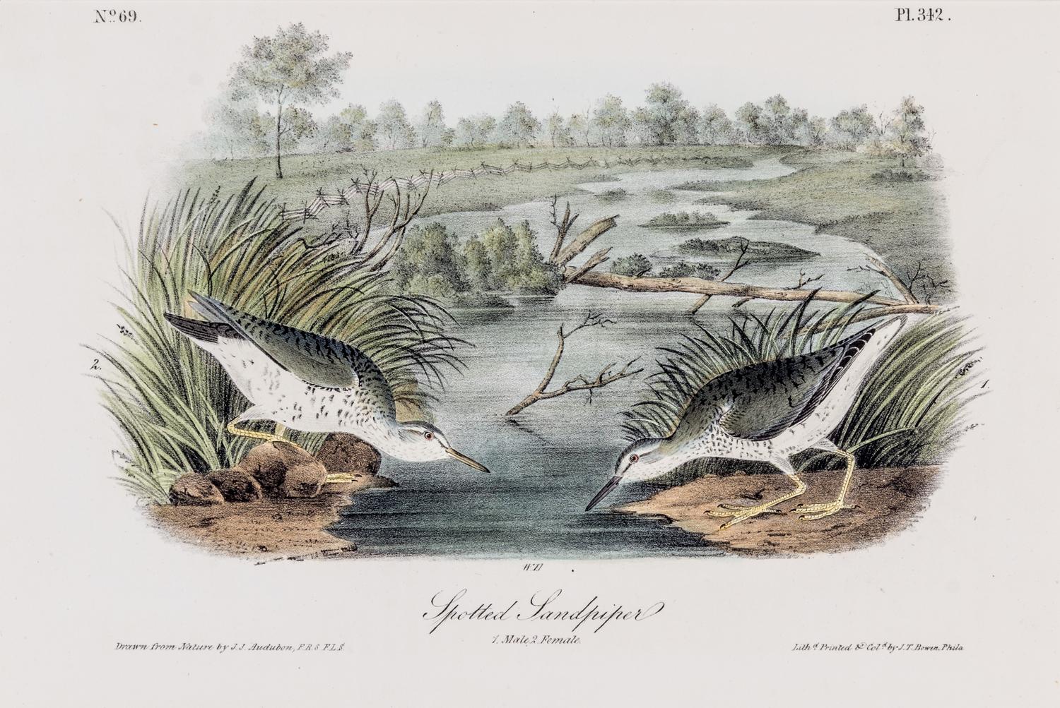(AUDUBON, JOHN JAMES, after) BOWEN, J.T. Group of four octavo hand-colored lithograph prints from The Birds of America.