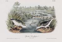(AUDUBON, JOHN JAMES, after) BOWEN, J.T. Group of four octavo hand-colored lithograph prints from The Birds of America.