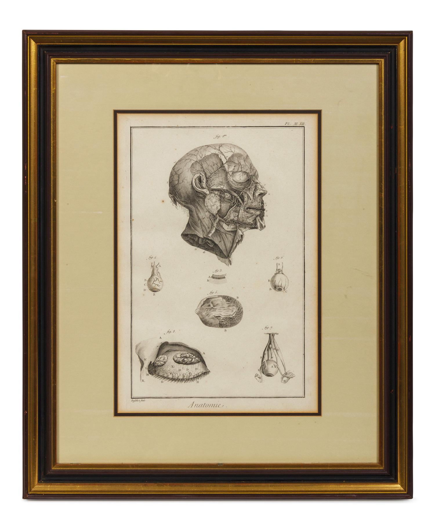 Anatomical Illustrations