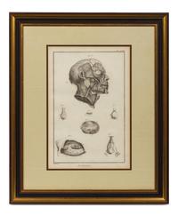 Anatomical Illustrations