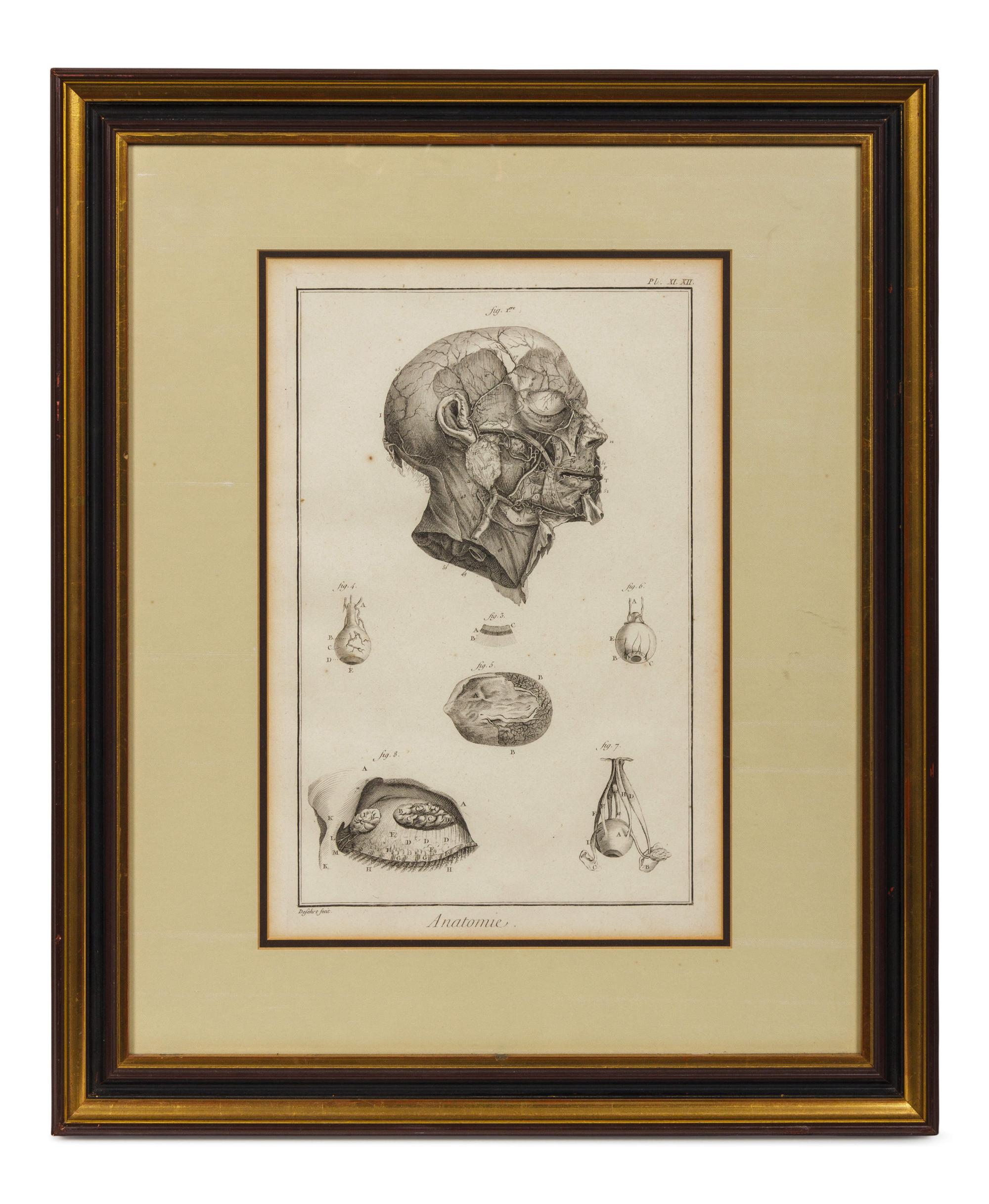 Anatomical Illustrations