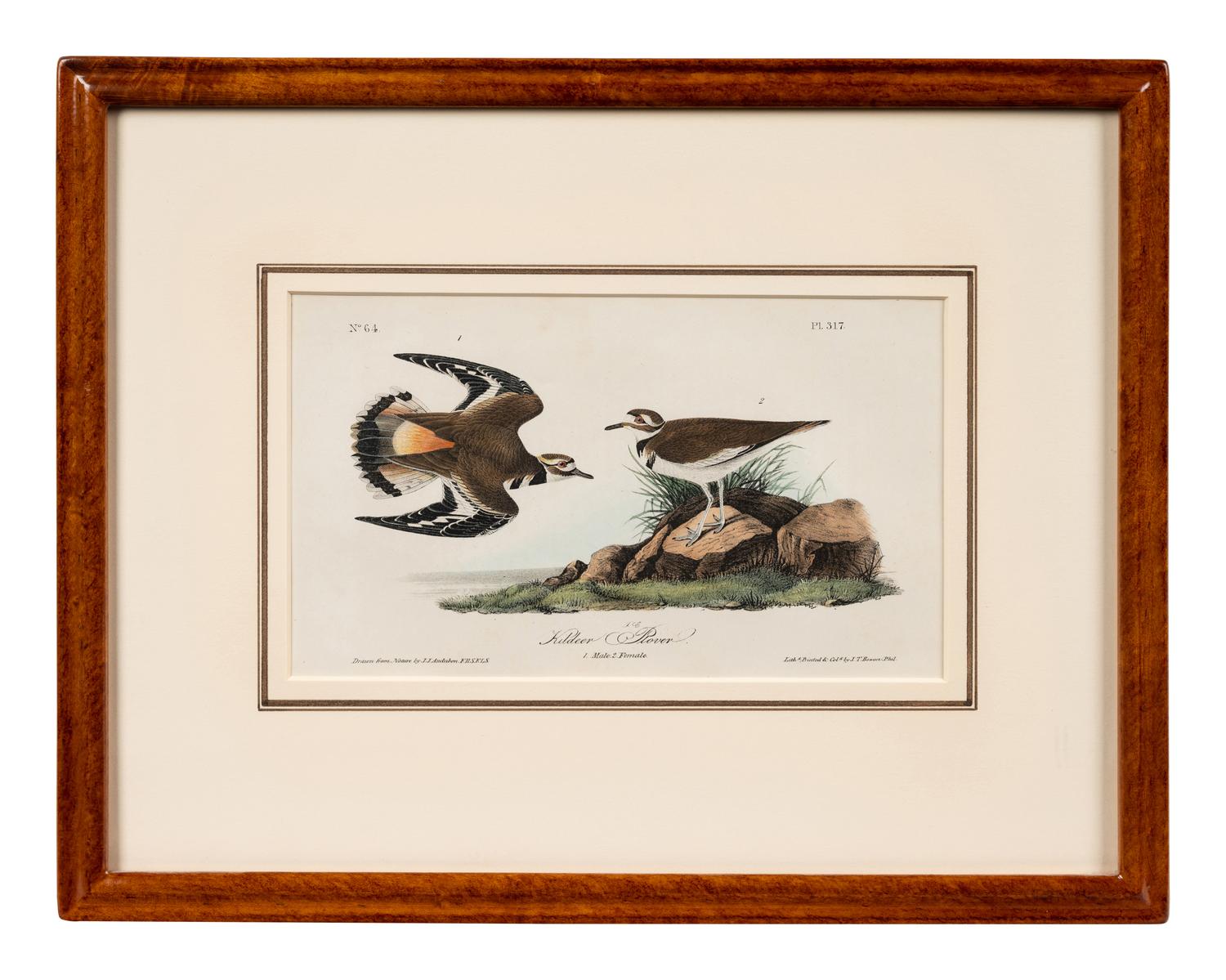 A Group of Four Prints of Aquatic Birds, after John James Audubon (1785-1851)