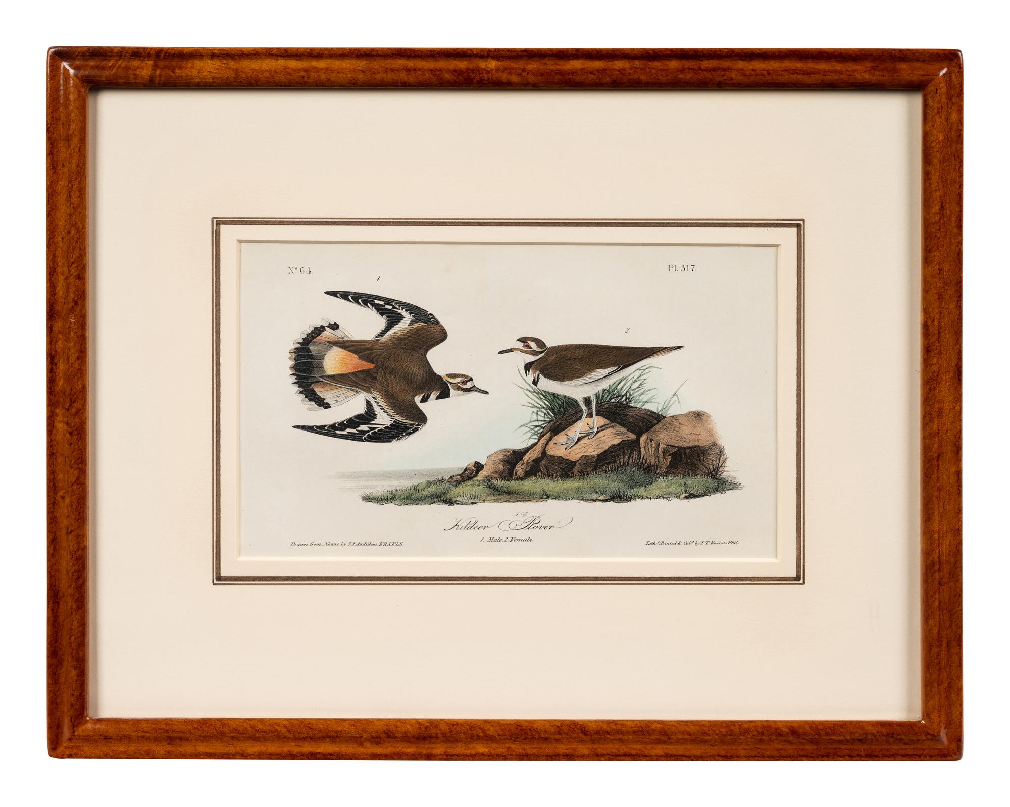 A Group of Four Prints of Aquatic Birds, after John James Audubon (1785-1851)
