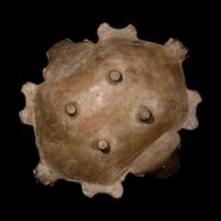 A Tairona Zoomorphic Vessel