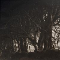 A pair of photographs from the South of England series ( Path and Gate; Trees)