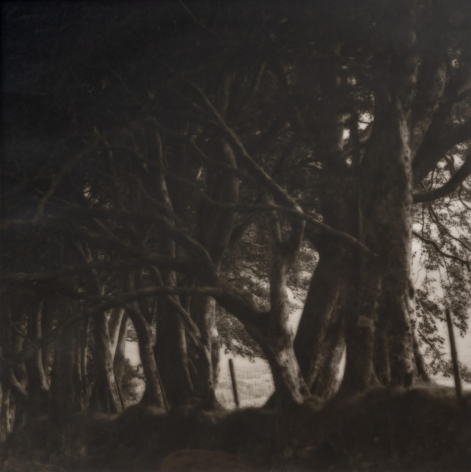 A pair of photographs from the South of England series ( Path and Gate; Trees)