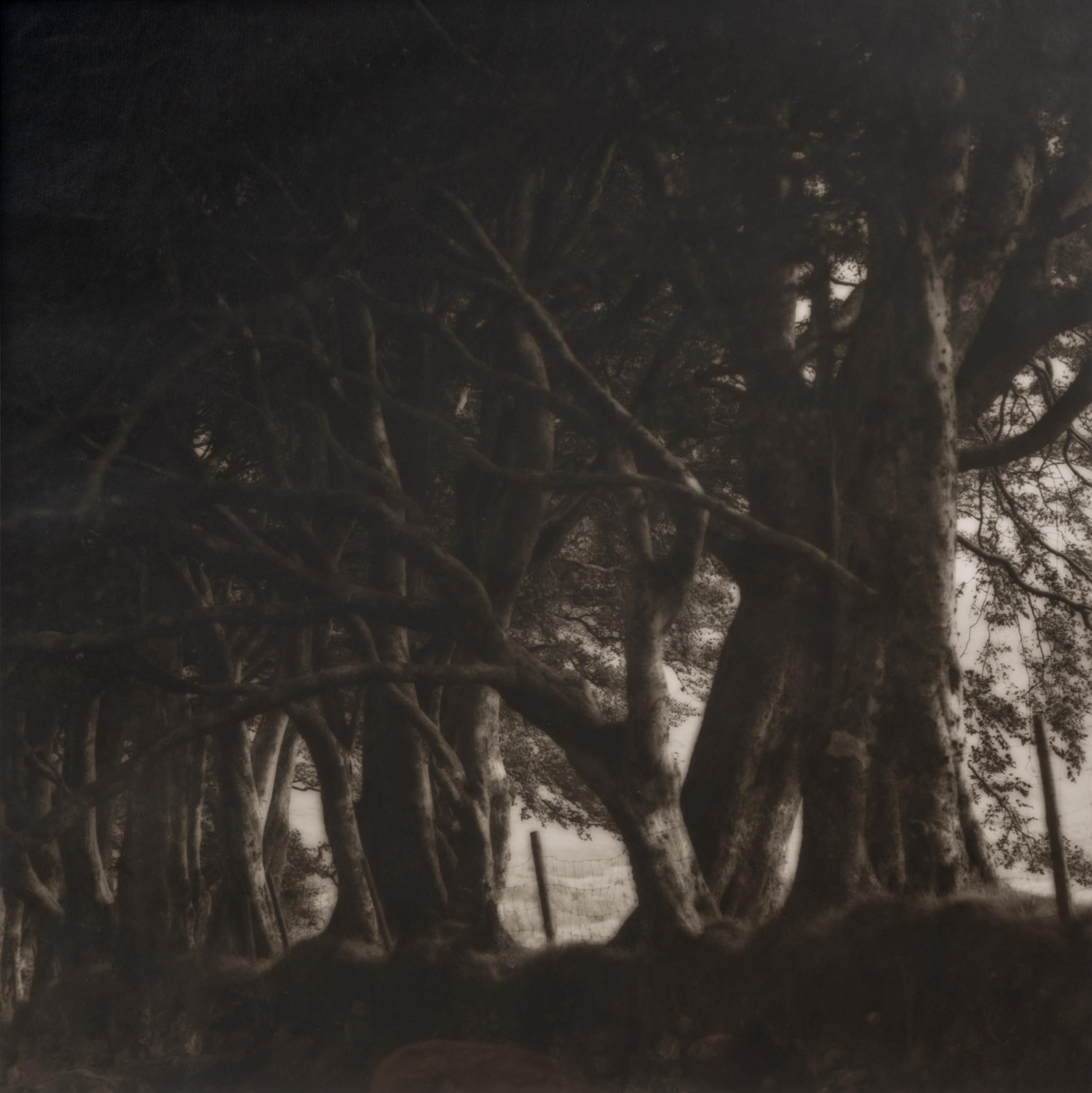 A pair of photographs from the South of England series ( Path and Gate; Trees)