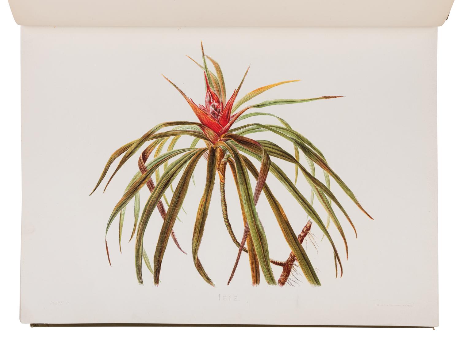 [NATURAL HISTORY]. SINCLAIR, Isabella [Mrs. Francis, Jr.]. Indigenous Flowers of the Hawaiian Islands. Forty-four Plates Painted in Water-colours and Described . London: Sampson Low, Marston, Searle, and Rivington, 1885.
