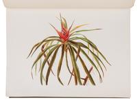 [NATURAL HISTORY]. SINCLAIR, Isabella [Mrs. Francis, Jr.]. Indigenous Flowers of the Hawaiian Islands. Forty-four Plates Painted in Water-colours and Described . London: Sampson Low, Marston, Searle, and Rivington, 1885.