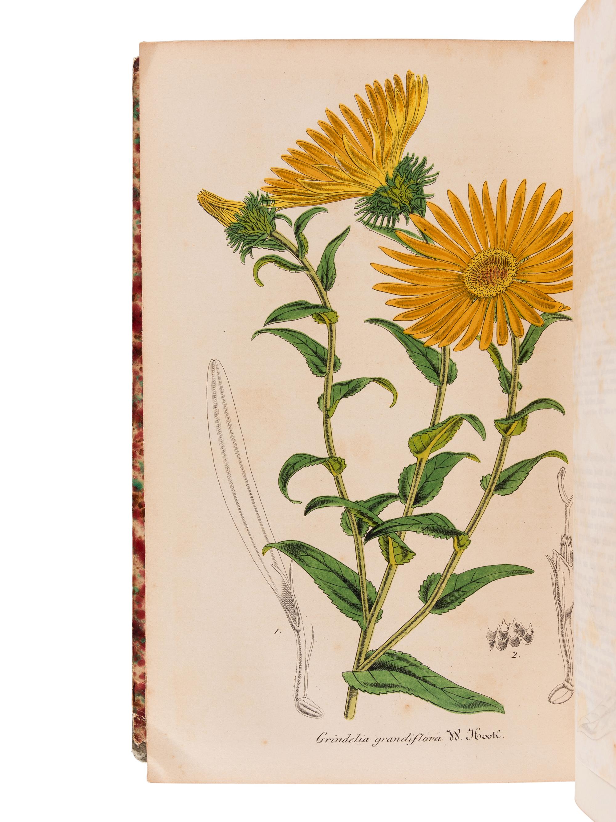 LEMAIRE, Charles (1800-1871). Le Jardin Fleuriste, journal général des progrès et des intérèts horticoles et botaniques . Ghent: F. & E. Gyselinck, 1851-1854.