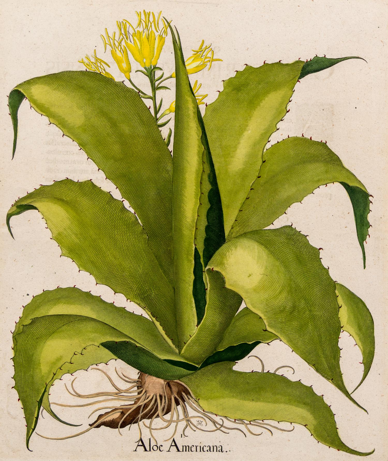 [BOTANICAL]. Besler, Basilius (Germany, 1561-1629)