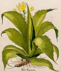 [BOTANICAL]. Besler, Basilius (Germany, 1561-1629)