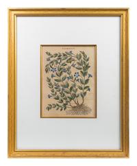 A Group of Eight Hand Colored Engravings Possibly After Matthias de l'Obel — 19TH CENTURY