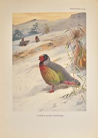 [Natural History] Beebe, William. A Monograph of the Pheasants